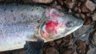 A dead wild adult Blackwater salmon, fatally wounded after its skin has been stripped away by hundreds of parasitic sea lice