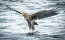 A white-tailed eagle swoops down on a fish off the Isle of Mull.