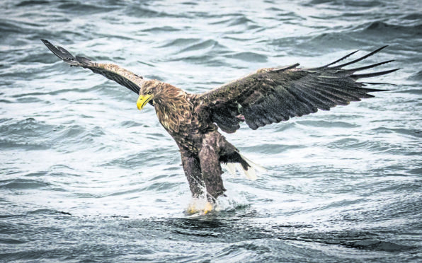 A white-tailed eagle swoops down on a fish off the Isle of Mull.