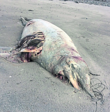 Forty whales of the same species have mysteriously washed up dead on the west coast of Scotland in a month.
