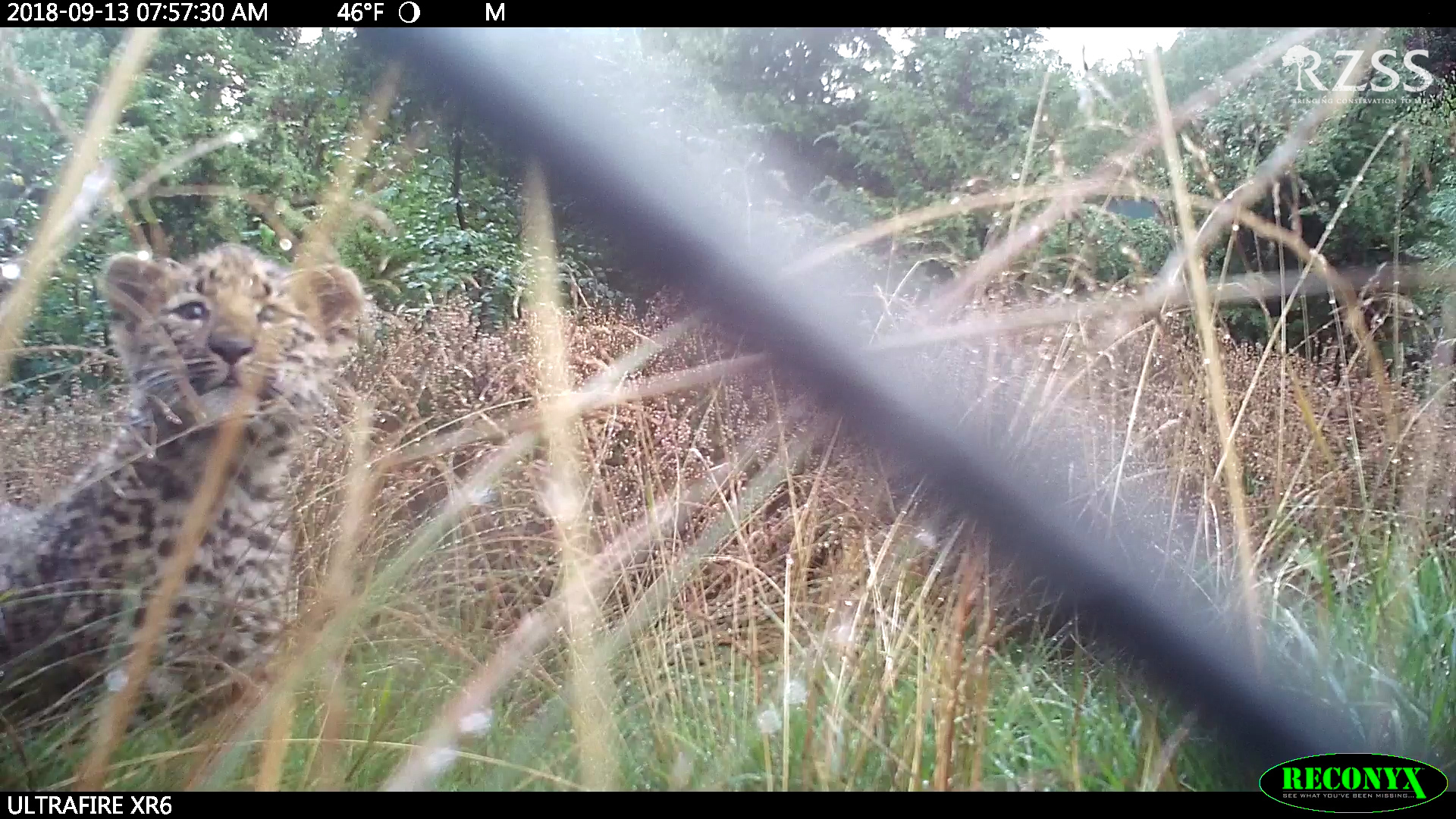 A still from the footage taken of the cubs.