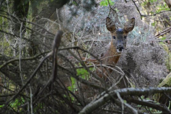 Motorists have been warned to be vigilant of deer at the roadside in the darker nights.