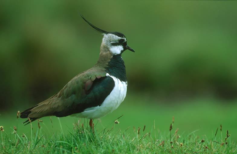 Lapwing population numbers have plummeted across the country.