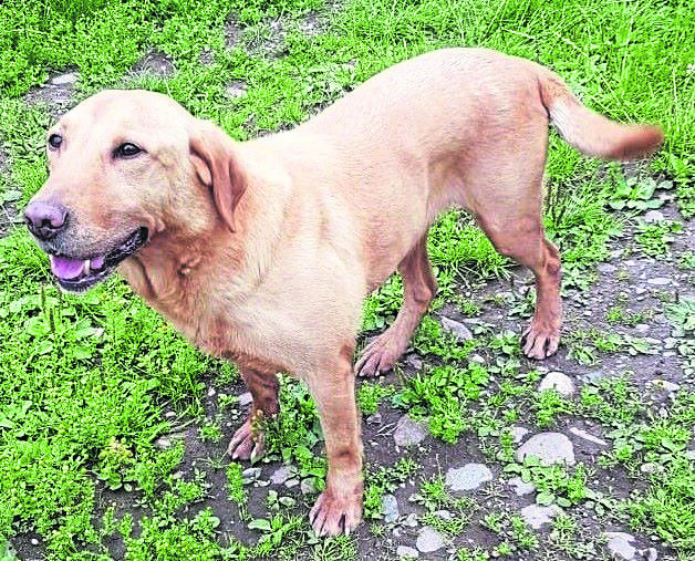 Nine-year-old Labrador Whisky visited the islands this week.