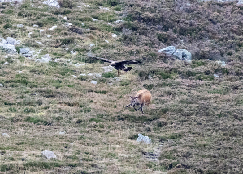The moment a golden eagle swooped on a red deer. (Picture: Colin Black)