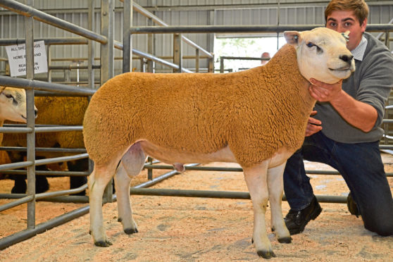 The sale topped at £1,600 for a Texel shearling from the Brown family at Hilton of Culsh.