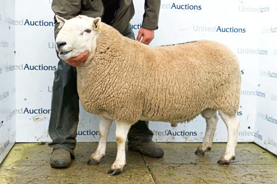 The £14,000 Suisgill tup.