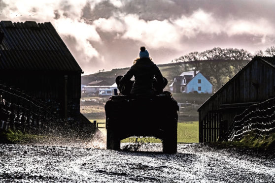 Swinside, Jedburgh, Scottish Borders, UK. 25th January 2018. Cheviot Ewes are gathered in a farm steading to scan for lamb numbers and dose against liver fluke.