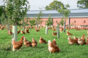 The association is launching a model contract for free range egg producers.