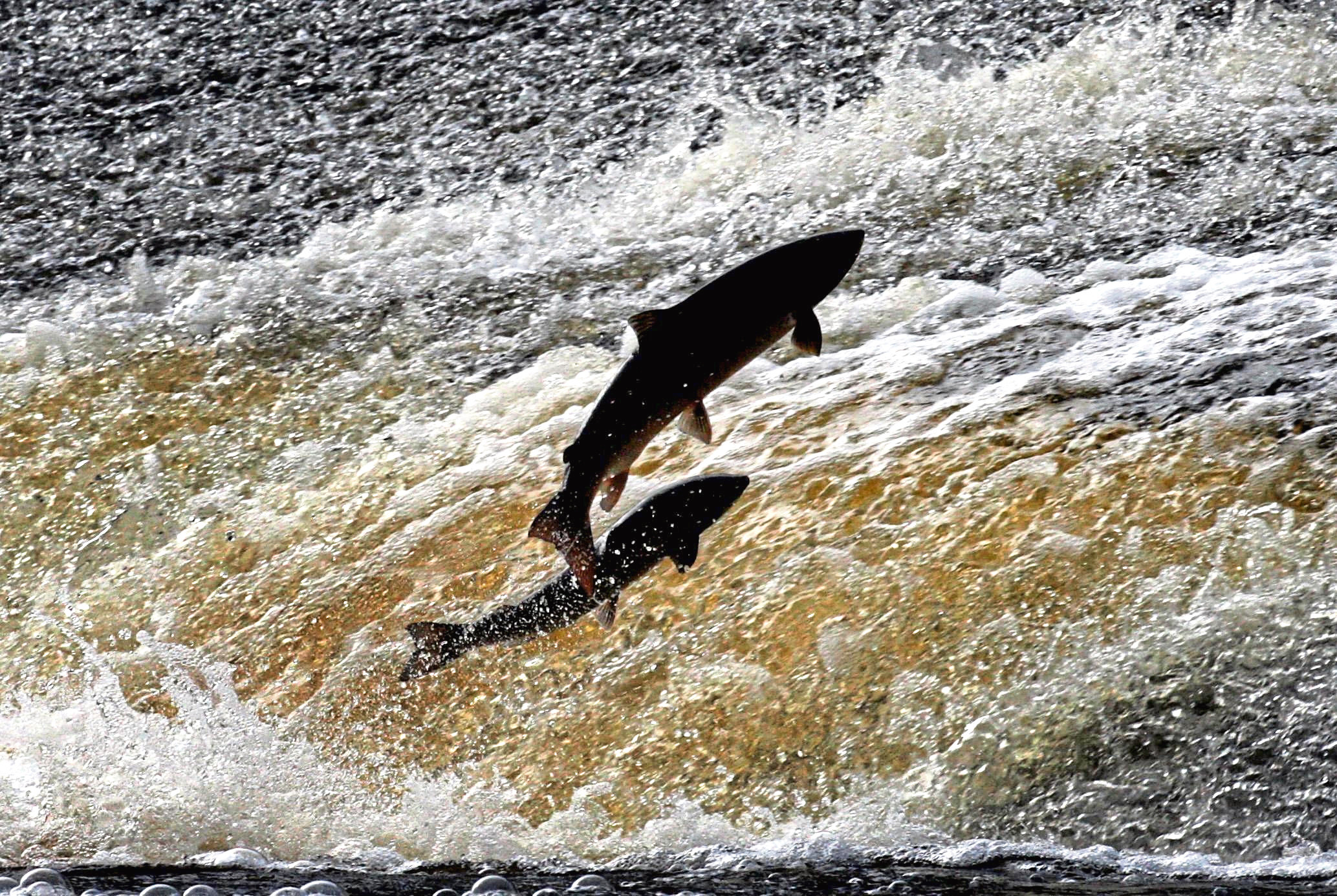 Atlantic Salmon and Sea Trout try to make their way up stream by jumping the Could on the Ettrick river near Selkirk in the Scottish Borders.