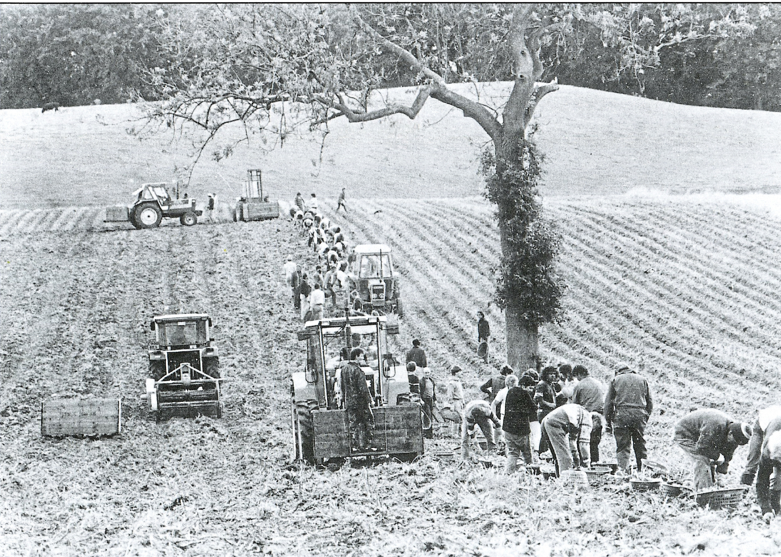 A large squad lifting potatoes in Fife probably in the early 1980s. By this time two row elevator diggers were used with two people picking side by side in each bit.