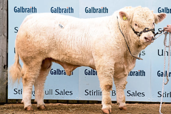Maerdy Newman sold for 40,000gn.