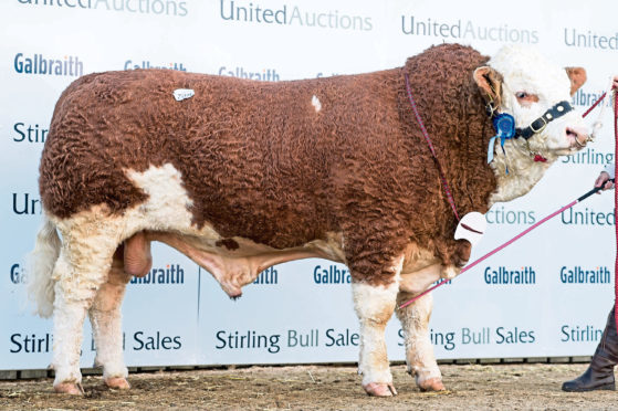 Islavale Irish sold for 16,000gn.