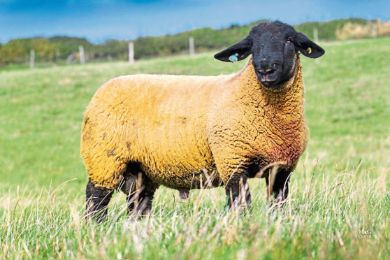 Suffolk ram lamb Birness Cracker sold for 10,000gn at the Stockton dispersal sale.