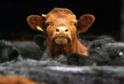 The first case of BSE in Scotland in over a decade has been confirmed. David Cheskin/PA