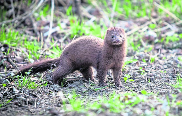 American mink.