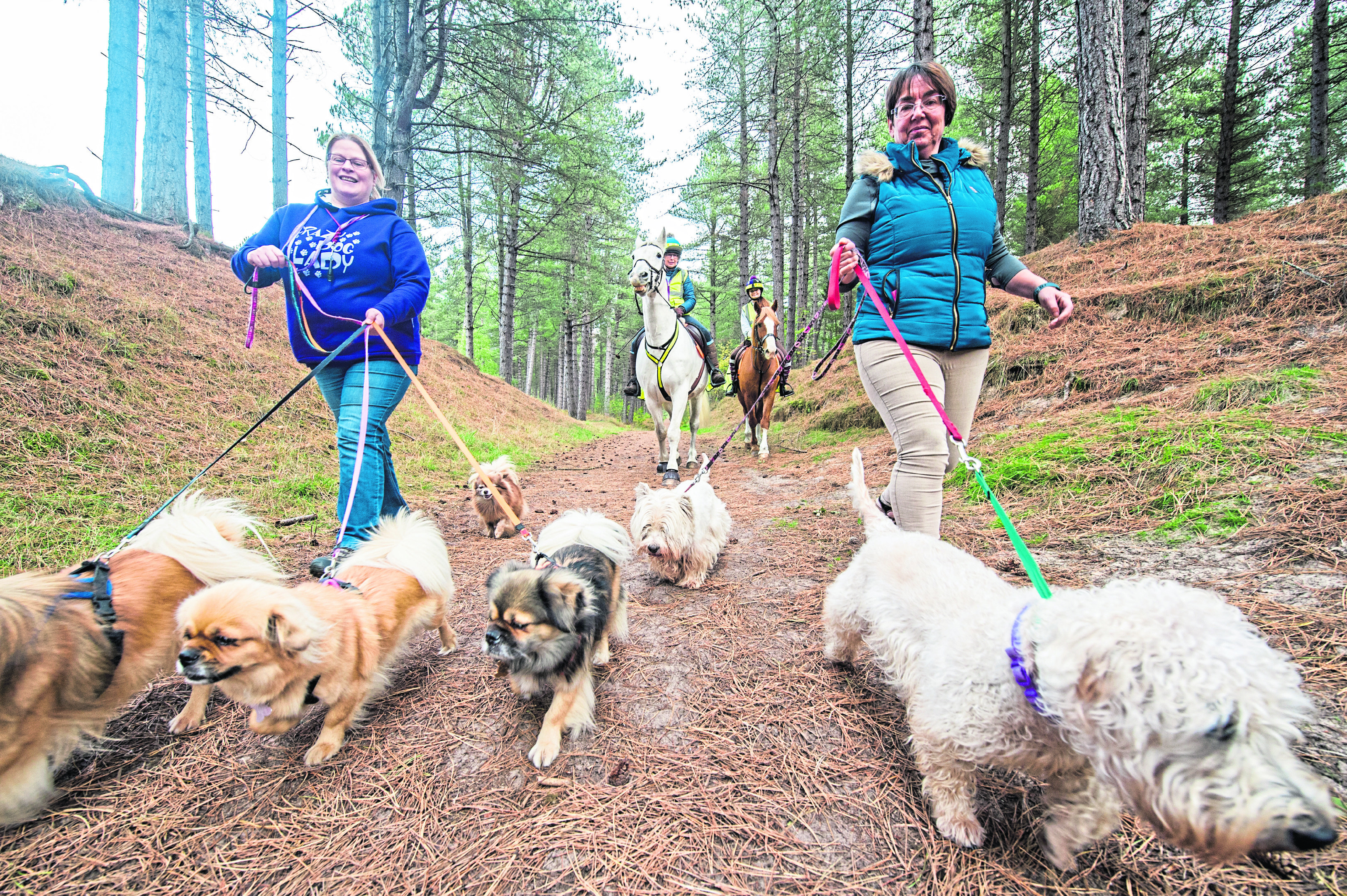 Forest Enterprise Scotland (FES), Police Scotland, the British Horse Society and the Kennel Club are raising awareness of how dogs and horses can safely share forest trails.

Pictured: (l-r) - Gillian Campbell, Elizabeth Anderson, Su Jones and Karen Forbes.

Picture by Jason Hedges.