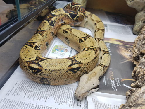 Esmerelda the pet boa constrictor.