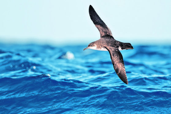 A Manx shearwater.