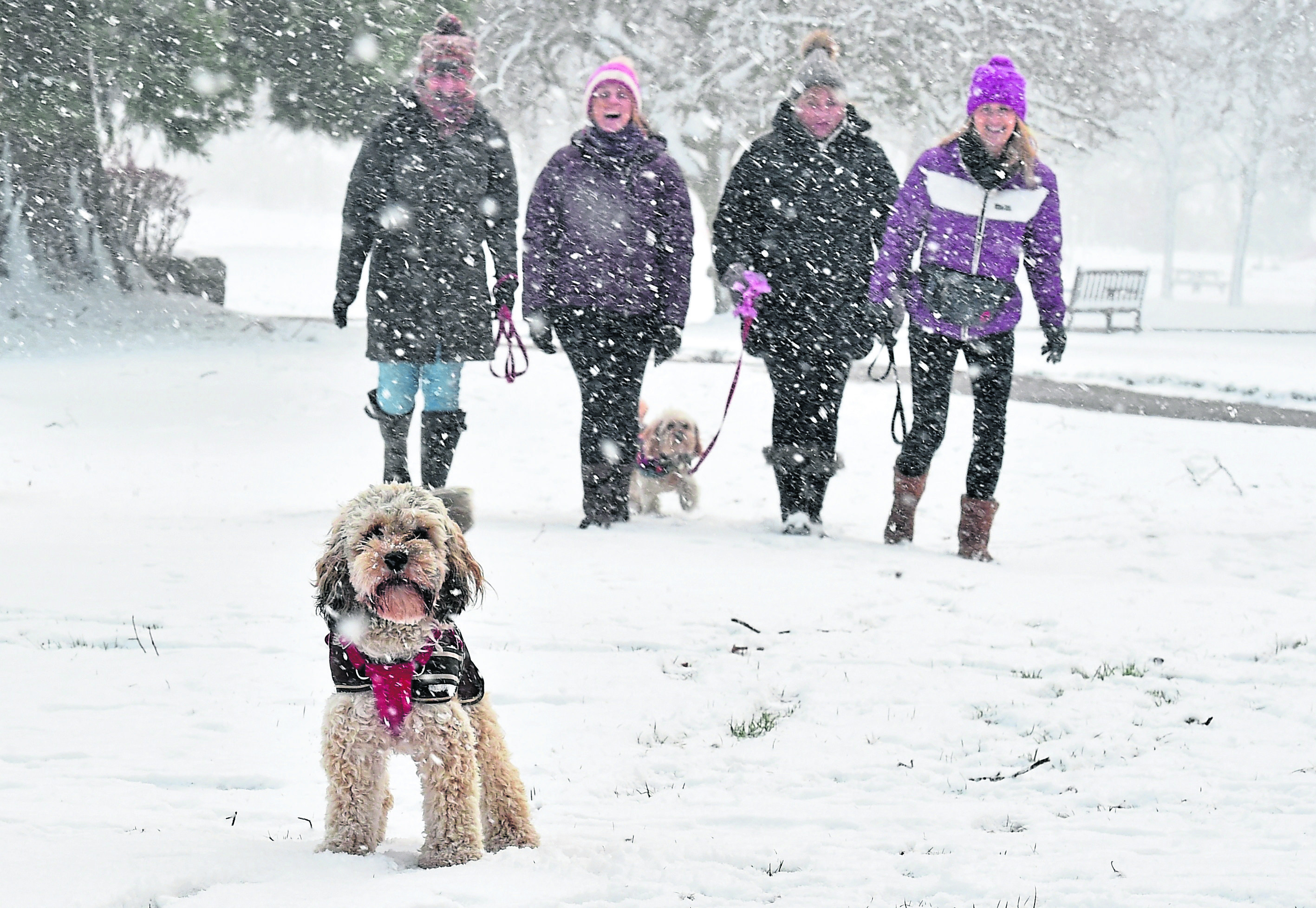 Dogs and their owners enjoy the snow in Aberdeen's Hazelhead park.