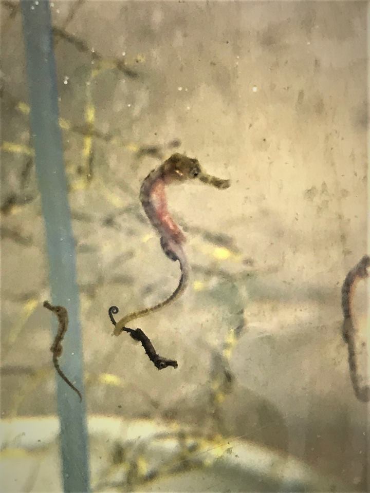 One of the three month old seahorses carrying around one of its younger siblings at Macduff Marine Aquarium