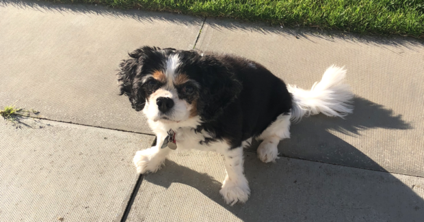 Tia the spaniel was rushed to the vets after eating the chocolate.