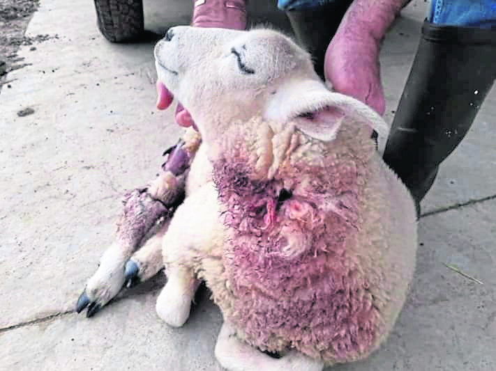 One of the sheep left bleeding after a savage dog attack at Dalmagarry Farm, Moy, owned by Joan and David MacQueen.