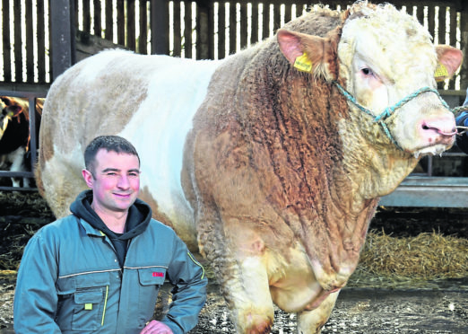 Douglas Smith with one of his bulls.