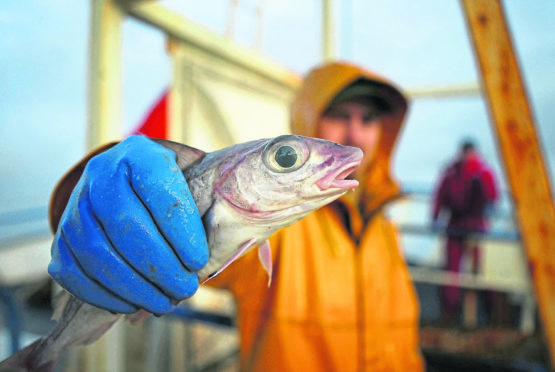 Scottish trawlermen on board the trawler Carina haul in their catch of Haddock.