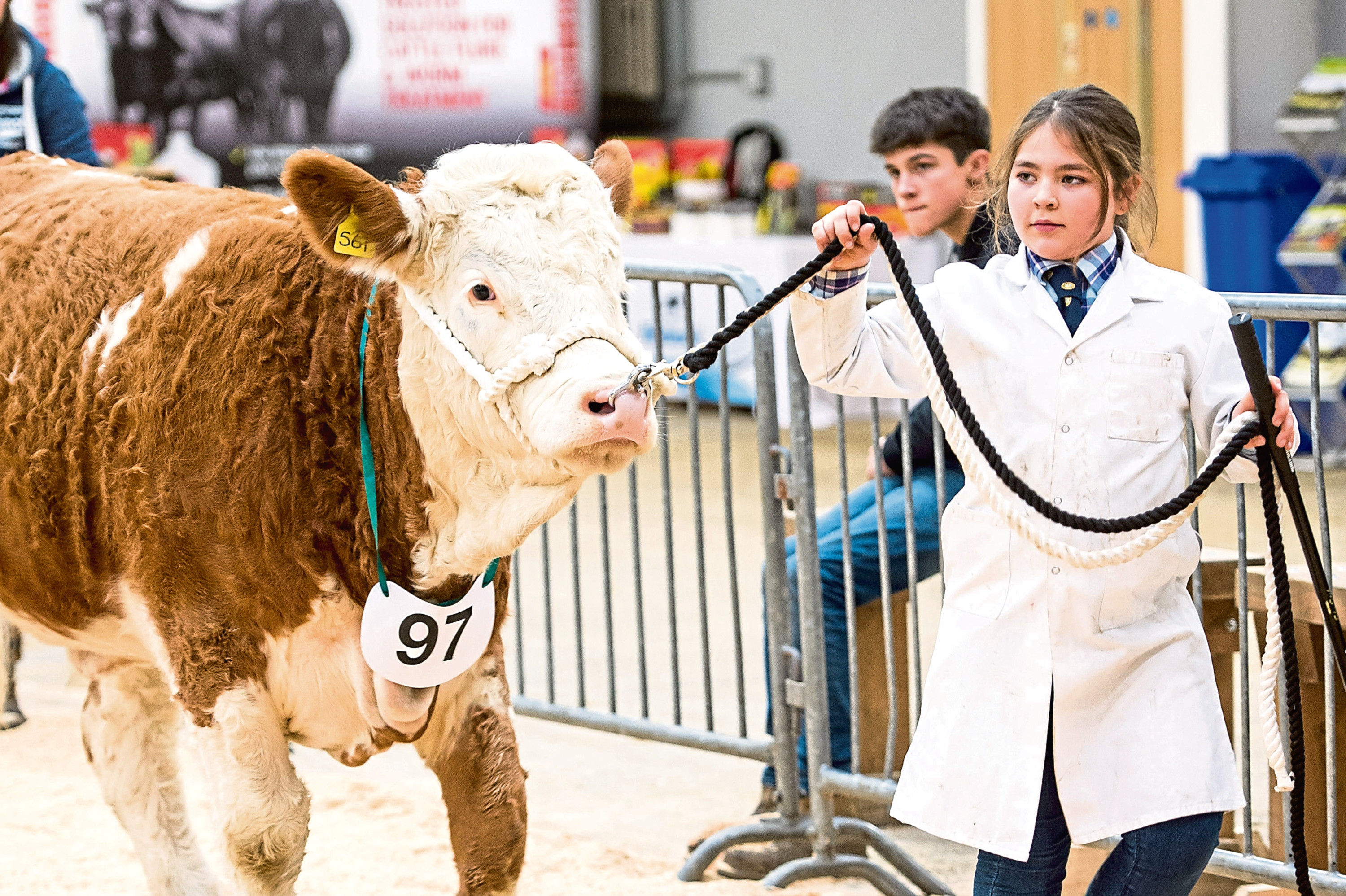 Stars of the Future calf show at Stirling Market