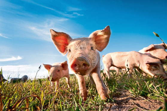 A close up photo of a cute little pig