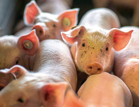 Piglets
Piglets a few days old in a stall of animal breeding farm Losten, Germany, 21 August 2014. Up to 160,000 piglets are born in the stalls every year. With 65,000 animals the farm is one of the largest pig farms in Germany. Photo: Jens Buettner/dpa