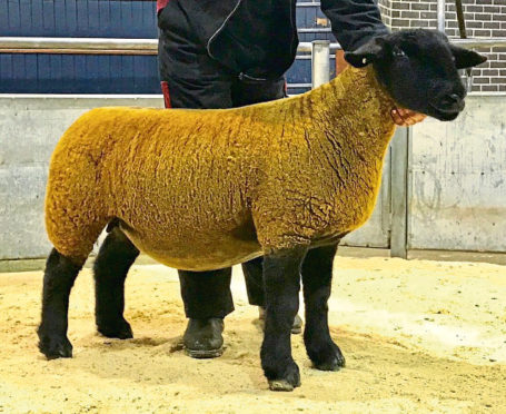 The 5,500gn gimmer from Birness.