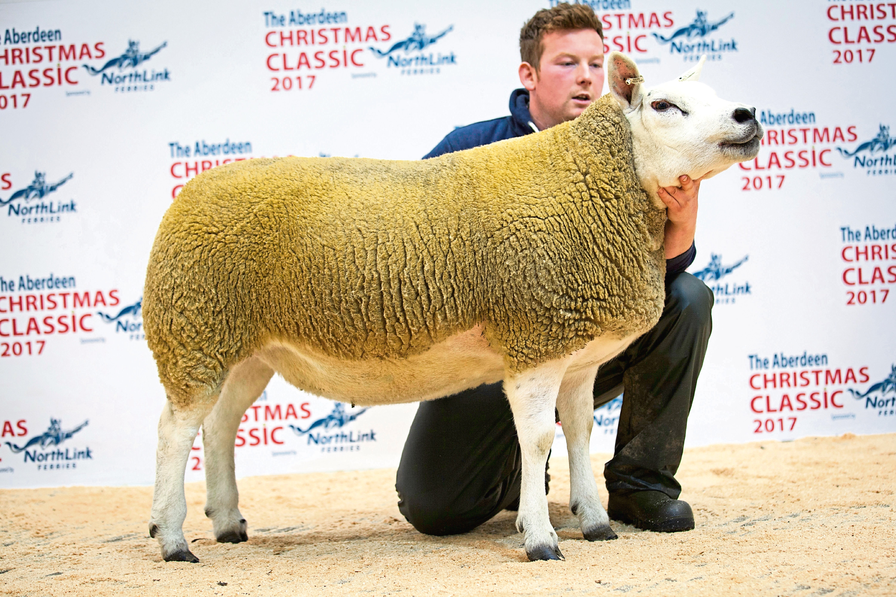 The 4,500gn Texel gimmer from Robbie Wilson, North Dorlaithers, Turriff, which was Texel champion at the 2017 Christmas Classic.