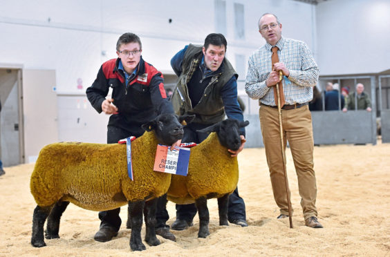 Champion, right, and reserve suffolk with father and son Melvin, right, and Murray Stuart.