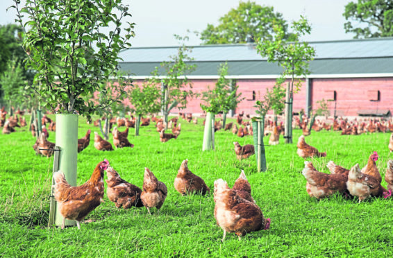 The producers must provide high welfare conditions including outside access.



free range eggs

As British Egg Week 2016 gets underway, a OnePoll survey has shown that 78% of UK shoppers who buy free range eggs are happy to pay a premium for them.

Even Brits who usually buy a value egg agree that free range eggs should be priced higher than those produced by birds which dont go outside.