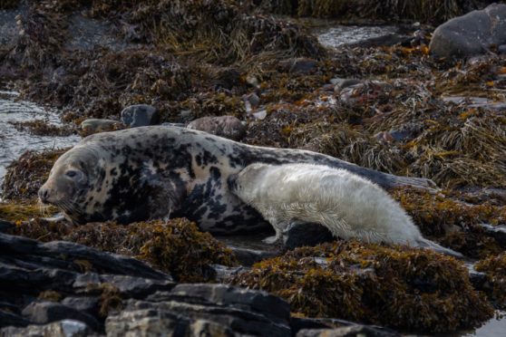 A mother nursing her  pup. Picture by Emma Neave-Webb.