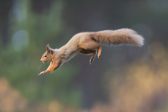 A red squirrel leaping through a forest. Image: Peter Cairns.