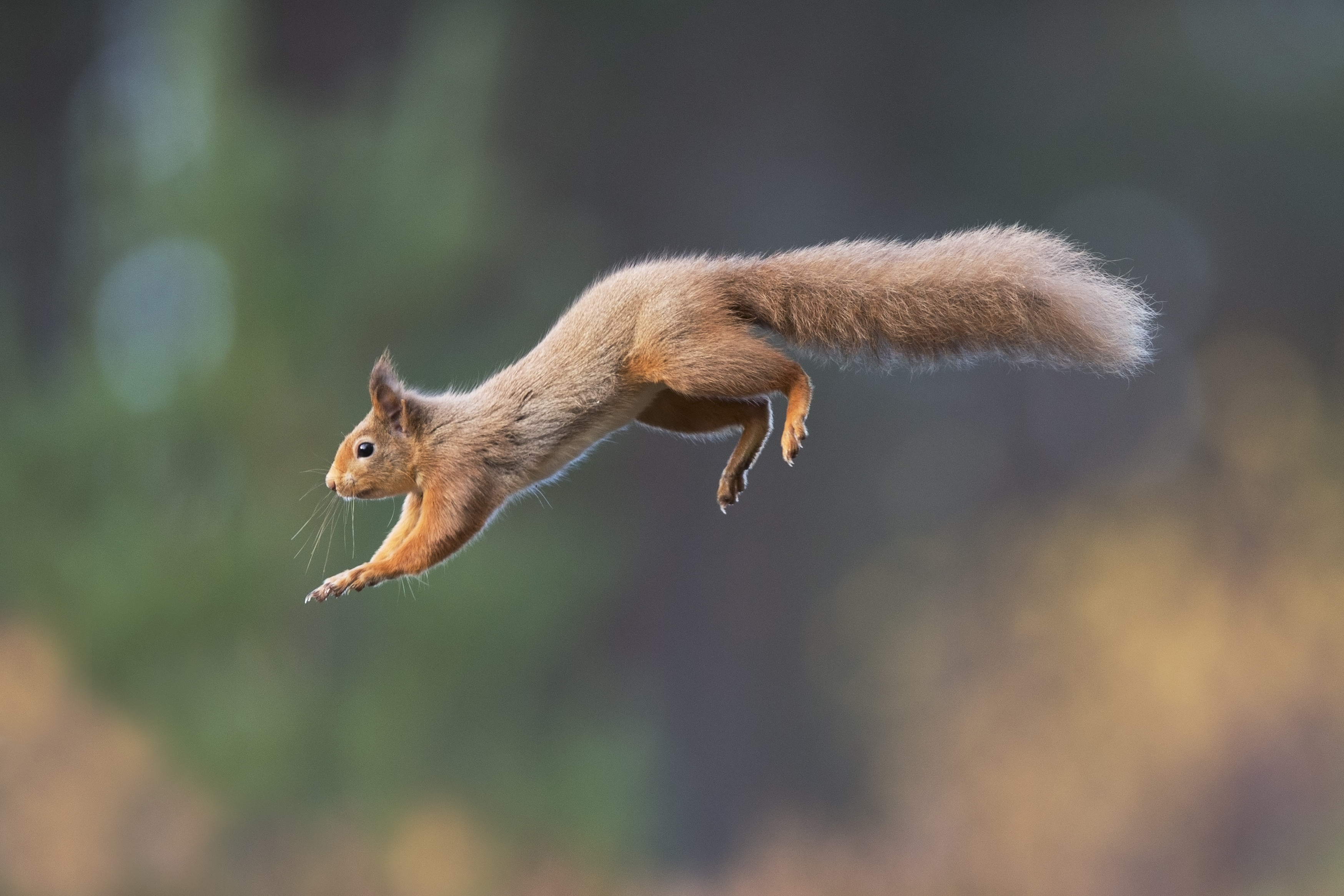 Red squirrel populations are declining. Pictured: Peter Cairns.