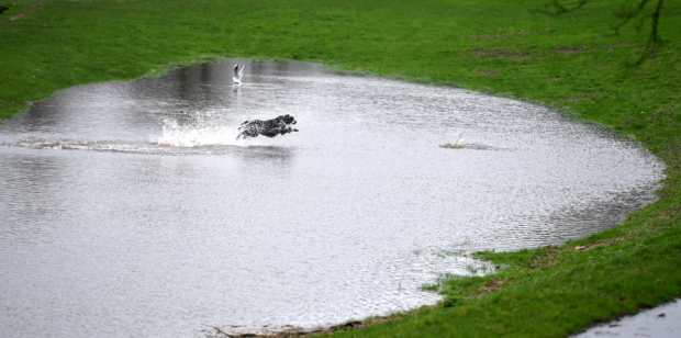 This dog, by the river Dee, was not deterred by the wet conditions. 
Pic by Chris Sumner