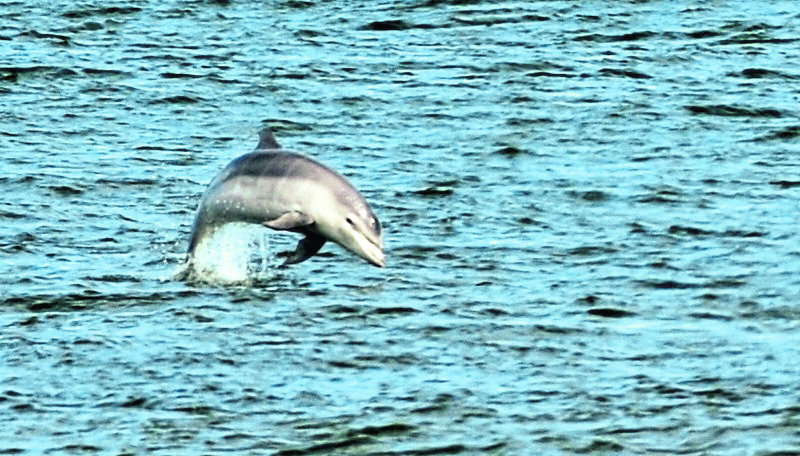 Dolphin Watch continues at the waters near the Torry Battery in Aberdeen.