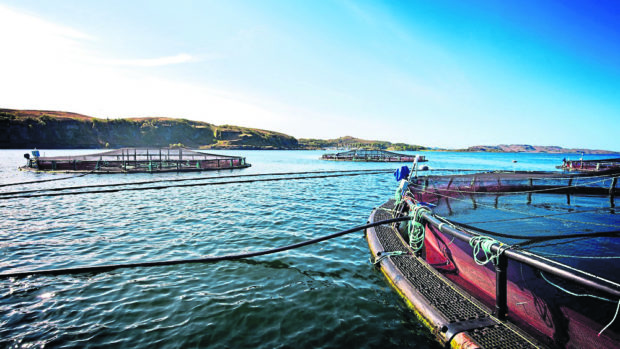 Scottish salmon farm medicine is significantly impacting local marine environments.
