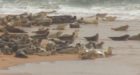 Calls have been made to better protect seals at a north-east estuary.