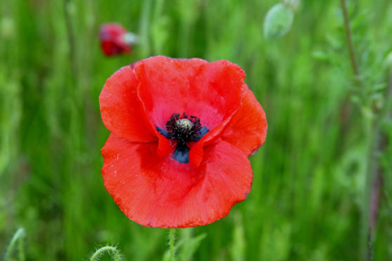 Poppies in bloom on the roadside near Balmullo, a poppy.