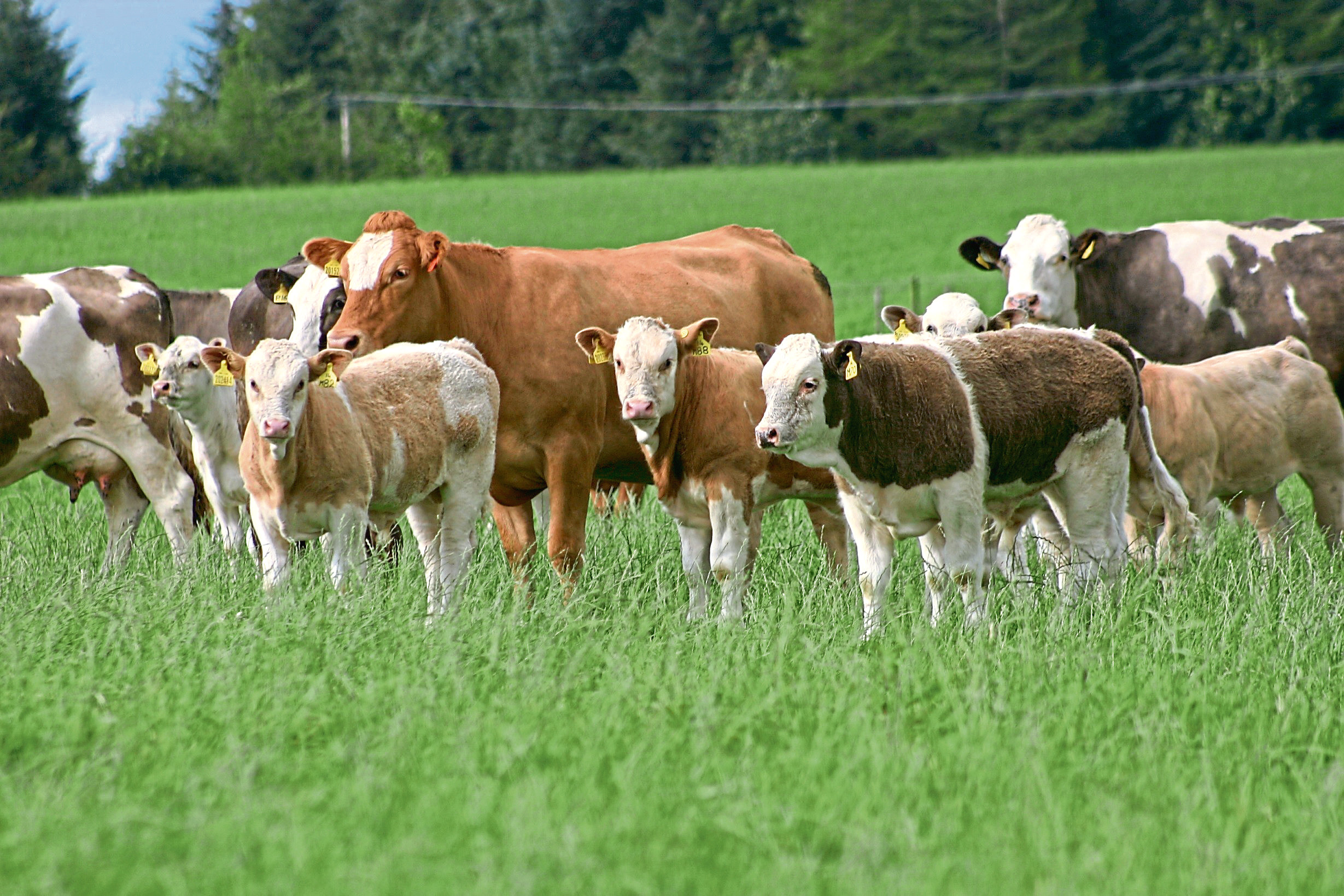 Cattle numbers continued their long-term decline.