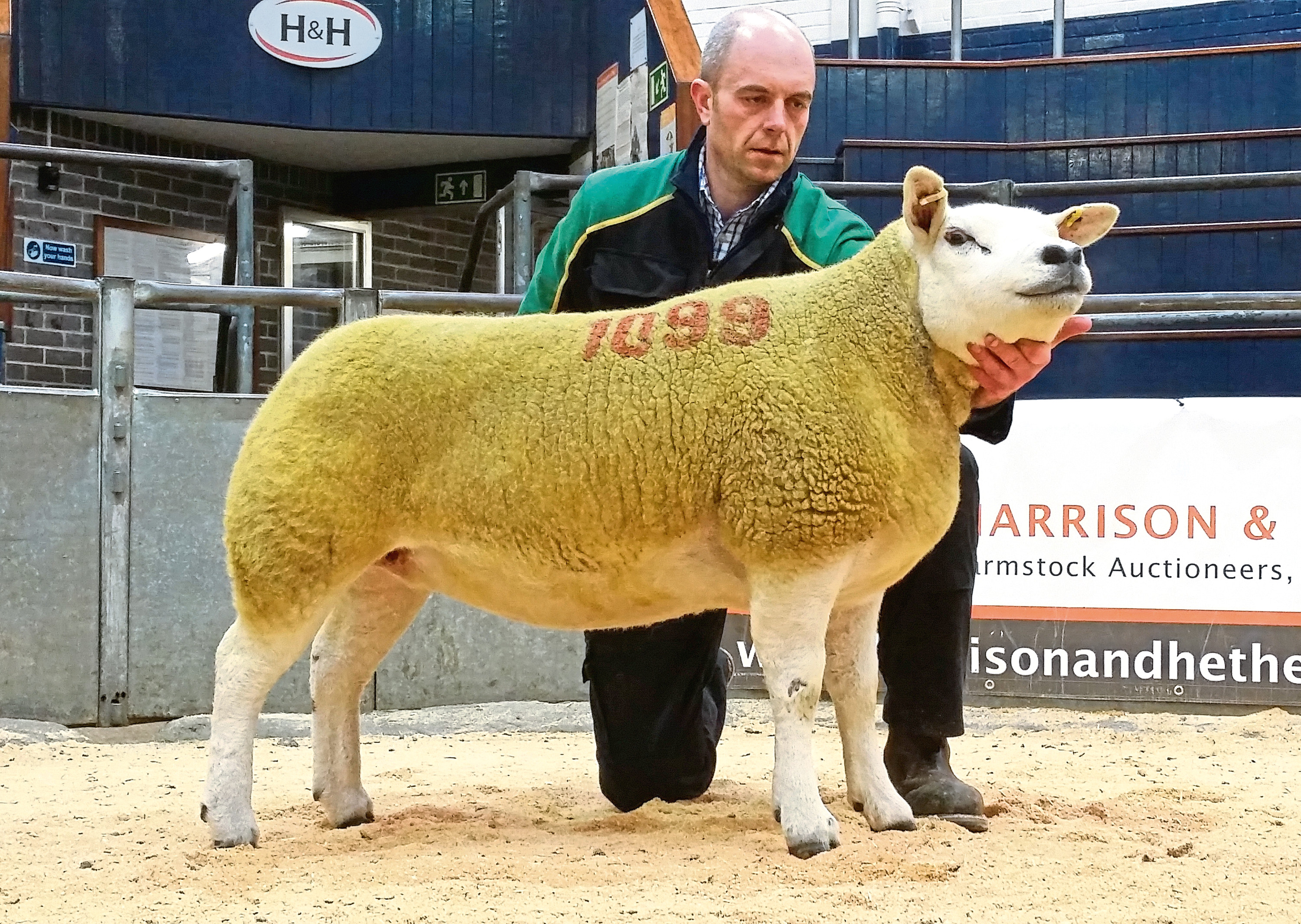 The 9,000gn in-lamb pedigree Texel female from Graham Morrison's Deveronvale flock.