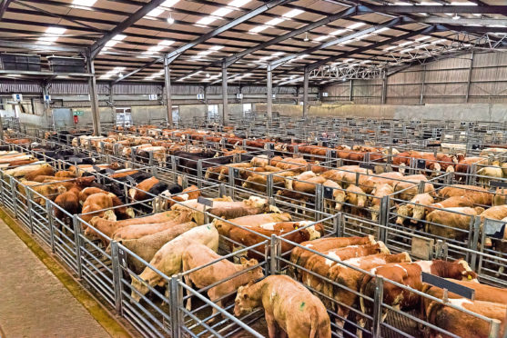 Cattle at the Thainstone Centre