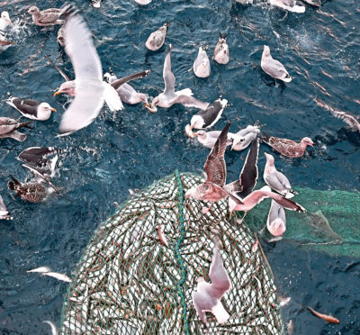 Trawler fishing off the coast of Scotland.