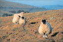 Sheep farmers are urged to remain vigilant for the disease.