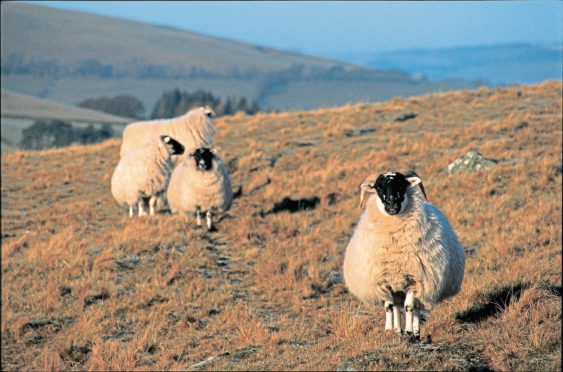 Sheep farmers are urged to remain vigilant for the disease.